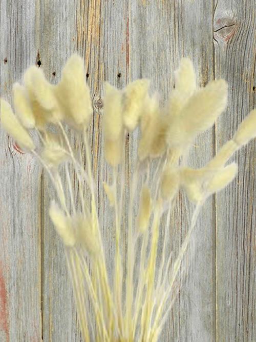 BUNNY TAIL 40- BLEECHED WHITE GRASS  40 STEMS PER BUNCH